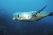 New Zealand Fur Seal (Arctocephalus forsteri) New Zealand Fur Seal (Arctocephalus forsteri)