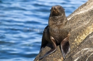 New Zealand Fur Seal (Arctocephalus forsteri) New Zealand Fur Seal (Arctocephalus forsteri)