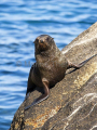 New Zealand Fur Seal (Arctocephalus forsteri) New Zealand Fur Seal (Arctocephalus forsteri)