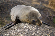 New Zealand Fur Seal (Arctocephalus forsteri) New Zealand Fur Seal (Arctocephalus forsteri)