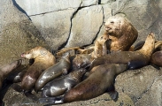 Stellar Sea Lion (Eumetopias jubatus) Stellar Sea Lion (Eumetopias jubatus)