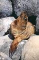 Galapagos Sea Lion (Zalophus californianus wollenbaekii) Galapagos Sea Lion (Zalophus californianus wollenbaekii)