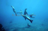 Californian Sea Lions (Zalophus californianus) Californian Sea Lions (Zalophus californianus)