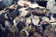 Californian Sea Lions (Zalophus californianus) Californian Sea Lions (Zalophus californianus)