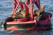Californian Sea Lions (Zalophus californianus) Californian Sea Lions (Zalophus californianus)