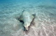 Californian Sea Lion (Zalophus californianus) Californian Sea Lion (Zalophus californianus)