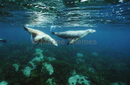 Australian Sea Lions (Neophoca cinerea) Australian Sea Lions (Neophoca cinerea)