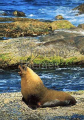 Australian Sea Lion (Neophoca cinerea) Australian Sea Lion (Neophoca cinerea)