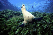 Australian Sea Lion (Neophoca cinerea) Australian Sea Lion (Neophoca cinerea)
