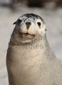 Australian Sea Lion (Neophoca cinerea) Australian Sea Lion (Neophoca cinerea)