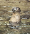 Harbor Seal (Phoca vitulina) Harbor Seal (Phoca vitulina)