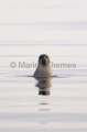 Ringed Seal (Phoca hispida)