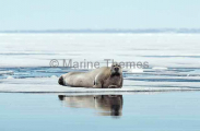 Bearded Seal (Erignathus barbatus) Bearded Seal (Erignathus barbatus)