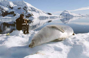 Crabeater Seal (Lobodon carcinophagus) Crabeater Seal (Lobodon carcinophagus)