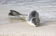 Leopard Seal (Hydrurga leptonyx) Leopard Seal (Hydrurga leptonyx)