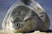 Leopard Seal (Hydrurga leptonyx) Leopard Seal (Hydrurga leptonyx)