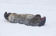 Weddell Seal (Leptonychotes weddellii) Weddell Seal (Leptonychotes weddellii)