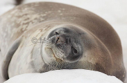 Weddell Seal (Leptonychotes weddellii) Weddell Seal (Leptonychotes weddellii)