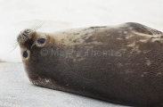 Weddell Seal (Leptonychotes weddellii) Weddell Seal (Leptonychotes weddellii)