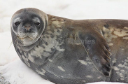 Weddell Seal (Leptonychotes weddellii) Weddell Seal (Leptonychotes weddellii)
