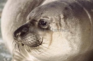 Northern Elephant Seal (Mirounga angustirostris) Northern Elephant Seal (Mirounga angustirostris)