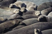 Northern Elephant Seal (Mirounga angustirostris) Northern Elephant Seal (Mirounga angustirostris)
