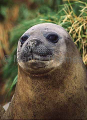 Southern Elephant Seal (Mirounga leonina) Southern Elephant Seal (Mirounga leonina)