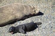 Southern Elephant Seal (Mirounga leonina) Southern Elephant Seal (Mirounga leonina)