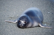 Southern Elephant Seal (Mirounga leonina) Southern Elephant Seal (Mirounga leonina)