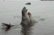 Southern Elephant Seals (Nirounga leonina) Southern Elephant Seals (Nirounga leonina)