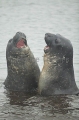 Southern Elephant Seals (Nirounga leonina) Southern Elephant Seals (Nirounga leonina)