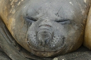Southern Elephant Seal (Nirounga leonina) Southern Elephant Seal (Nirounga leonina)
