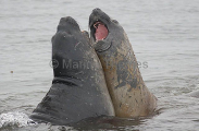Southern Elephant Seals (Nirounga leonina) Southern Elephant Seals (Nirounga leonina)