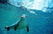 Hawaiian Monk Seal (Monachus schauinslandi) Hawaiian Monk Seal (Monachus schauinslandi)