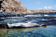 Hawaiian Monk Seal (Monachus schauinslandi) Hawaiian Monk Seal (Monachus schauinslandi)