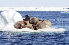 Atlantic Walrus (Odobenus rosmarus rosmarus) Atlantic Walrus (Odobenus rosmarus rosmarus)