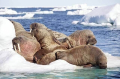 Atlantic Walrus (Odobenus rosmarus rosmarus) Atlantic Walrus (Odobenus rosmarus rosmarus)