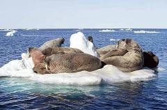 Atlantic Walrus (Odobenus rosmarus rosmarus) Atlantic Walrus (Odobenus rosmarus rosmarus)