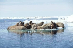 Atlantic Walrus (Odobenus rosmarus rosmarus) Atlantic Walrus (Odobenus rosmarus rosmarus)