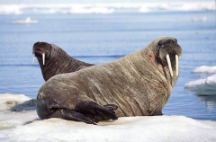 Atlantic Walrus (Odobenus rosmarus rosmarus) Atlantic Walrus (Odobenus rosmarus rosmarus)