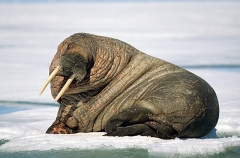 Atlantic Walrus (Odobenus rosmarus rosmarus) Atlantic Walrus (Odobenus rosmarus rosmarus)