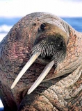 Atlantic Walrus (Odobenus rosmarus rosmarus) Atlantic Walrus (Odobenus rosmarus rosmarus)
