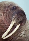 Atlantic Walrus (Odobenus rosmarus rosmarus) Atlantic Walrus (Odobenus rosmarus rosmarus)