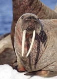 Atlantic Walrus (Odobenus rosmarus rosmarus) Atlantic Walrus (Odobenus rosmarus rosmarus)