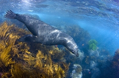 Guadalupe Fur Seal (Arctocephalus townsendi) Guadalupe Fur Seal (Arctocephalus townsendi)