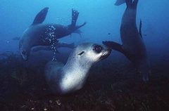 Australian Fur Seals (Arctocephalus pusillus) Australian Fur Seals (Arctocephalus pusillus)