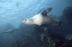 Australian Fur Seal (Arctocephalus pusillus doriferus) Australian Fur Seal (Arctocephalus pusillus doriferus)