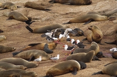 Australian Fur Seals (Arctocephalus pusillus doriferus) Australian Fur Seals (Arctocephalus pusillus doriferus)