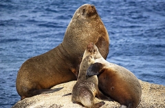Australian Fur Seals (Arctocephalus pusillus doriferus)