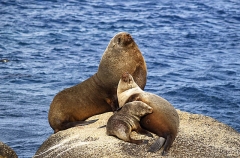 Australian Fur Seals (Arctocephalus pusillus doriferus)
